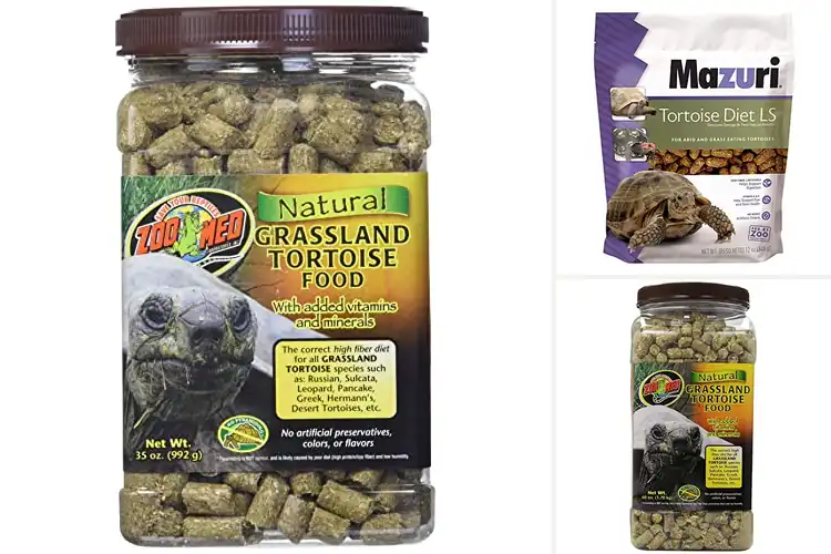 Detailed view of Best Grassland Tortoise Diets: Top Picks for a Healthy Pet