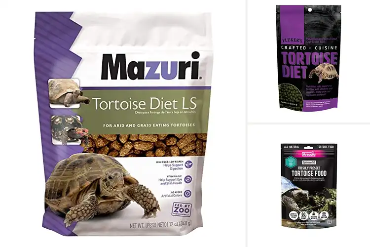 Detailed view of Best Plant Tortoise Diets: Healthy Greens They’ll Love