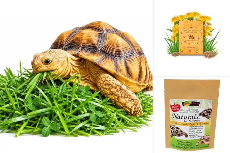 Detailed view of Best Tortoise Grass Mixes for Healthy, Happy Feeding